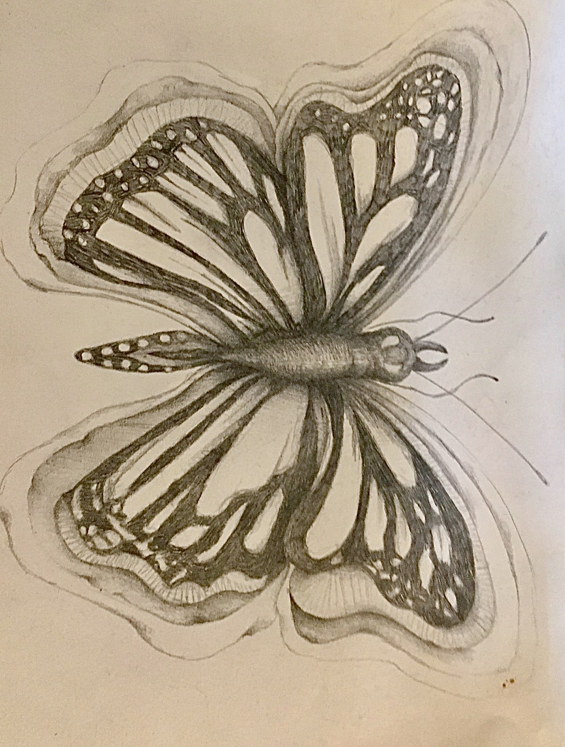 Detailed graphite drawing of a butterfly with patterned wings