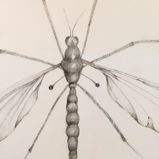 Detailed graphite pencil study of a crane fly